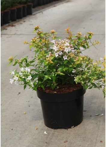 ABELIA CARAMEL CHARM® En pot de 3-4 litres