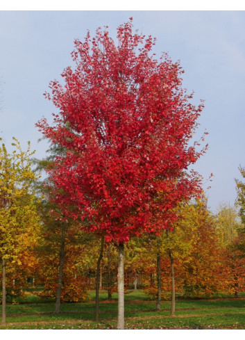 ACER freemanii AUTUMN BLAZE