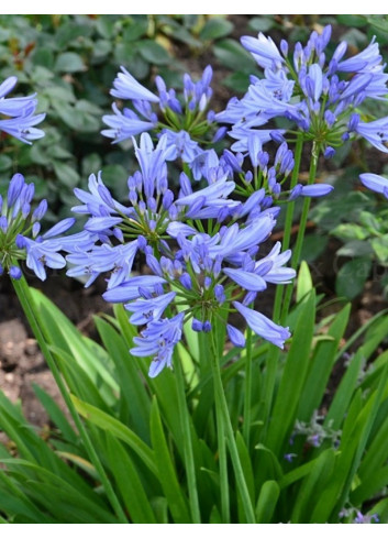 AGAPANTHUS PITCHOUNE BLUE®