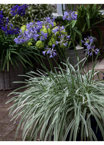 AGAPANTHUS SILVER MOON®