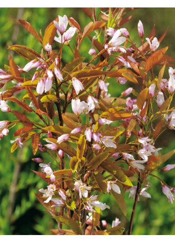 AMELANCHIER arborea ROBIN HILL