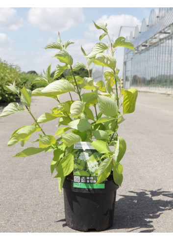 CORNUS alba AUREA En pot de 3-4 litres