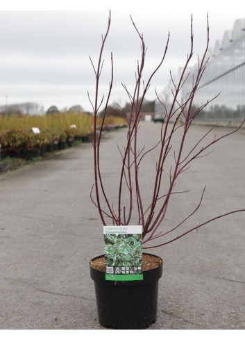 CORNUS alba ELEGANTISSIMA En pot de 3-4 litres