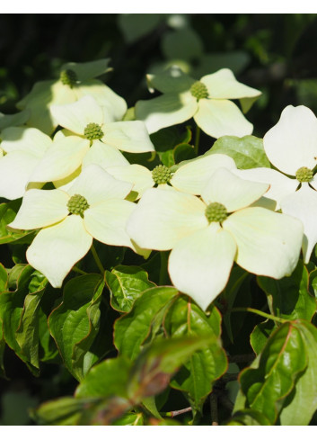 CORNUS kousa MILKY WAY