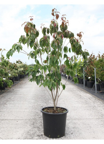 CORNUS kousa TEUTONIA En pot de 25-30 litres