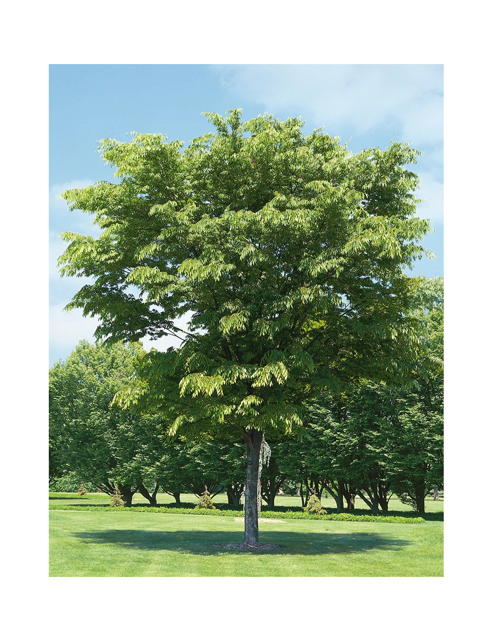 ZELKOVA serrata GREEN VASE®