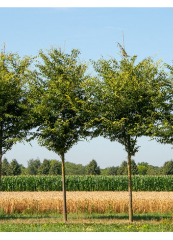 ZELKOVA serrata GREEN VASE®