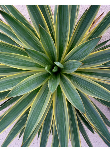 YUCCA gloriosa VARIEGATA