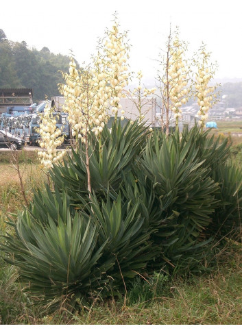 YUCCA gloriosa