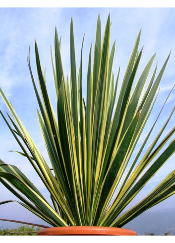 YUCCA filamentosa BRIGHT EDGE