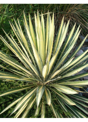 YUCCA filamentosa COLOR GUARD