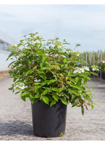 VIBURNUM plicatum WATANABE En pot de 12-15 litres