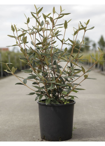 VIBURNUM pragense En pot de 12-15 litres