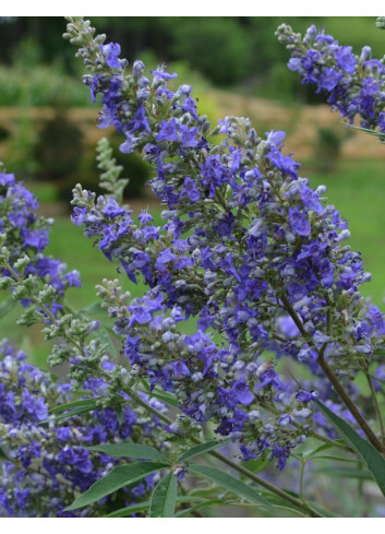 VITEX agnus-castus BLUE DELTA BLUES®