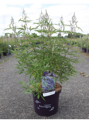 VITEX agnus-castus BLUE DELTA BLUES® En pot de 10-12 litres