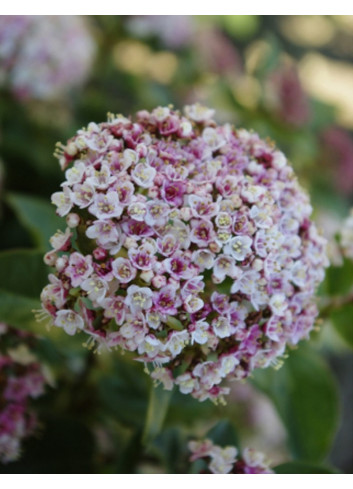 VIBURNUM tinus LISAROSE®