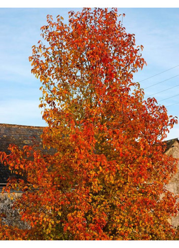 PYRUS calleryana CHANTICLEER