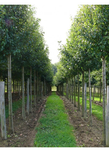 PYRUS calleryana CHANTICLEER