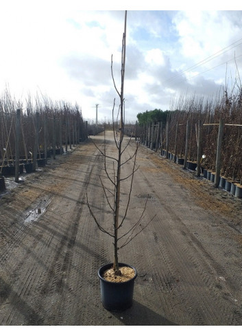 PYRUS calleryana CHANTICLEER En pot de 15-20 litres forme baliveau