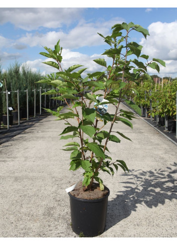 PRUNUS serrulata SUNSET BOULEVARD En pot de 12-15 litres