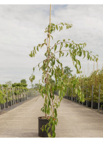 PRUNUS KIKU-SHIDARE-ZAKURA En pot de 15-20 litres forme baliveau