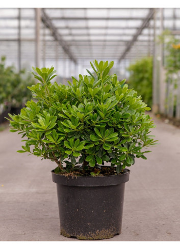 PITTOSPORUM tobira NANA En pot de 10-12 litres