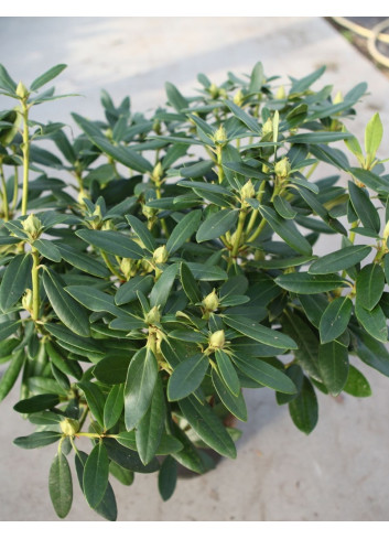 RHODODENDRON hybride CATAWBIENSE GRANDIFLORUM