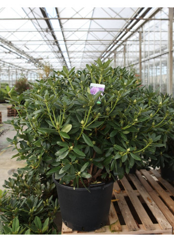 RHODODENDRON hybride CATAWBIENSE GRANDIFLORUM En pot de 35-50 litres