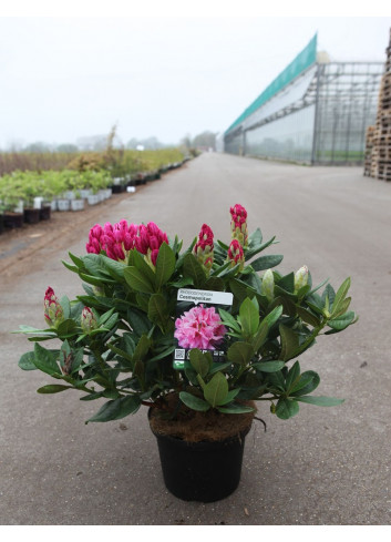 RHODODENDRON hybride COSMOPOLITAN En pot de 7-10 litres