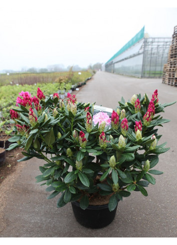 RHODODENDRON hybride COSMOPOLITAN En pot de 15-20 litres