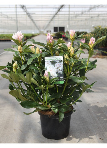 RHODODENDRON hybride CUNNINGHAM'S WHITE En pot de 10-12 litres