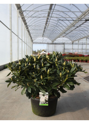 RHODODENDRON hybride CUNNINGHAM'S WHITE En pot de 15-20 litres