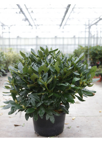 RHODODENDRON hybride CUNNINGHAM'S WHITE En pot de 20-25 litres