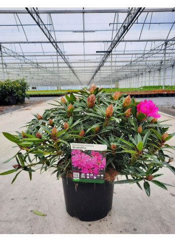 RHODODENDRON hybride GRAZIELLA En pot de 7-10 litres