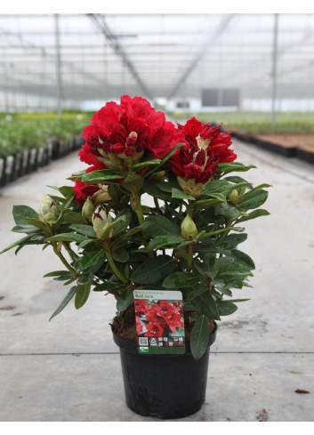 RHODODENDRON hybride RED JACK En pot de 7-10 litres