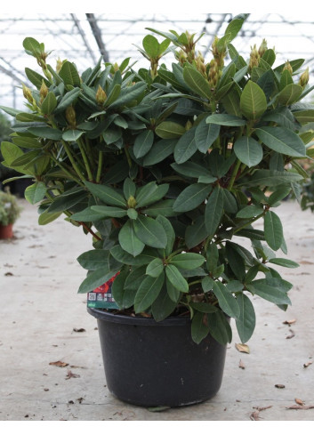 RHODODENDRON hybride RED JACK En pot de 15-20 litres