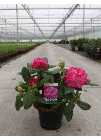 RHODODENDRON hybride GERMANIA En pot de 4-5 litres