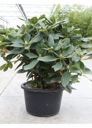 RHODODENDRON hybride GERMANIA En pot de 15-20 litres