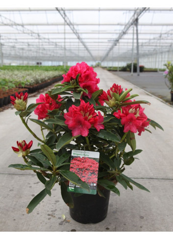 RHODODENDRON hybride WILGENS RUBY En pot de 7-10 litres