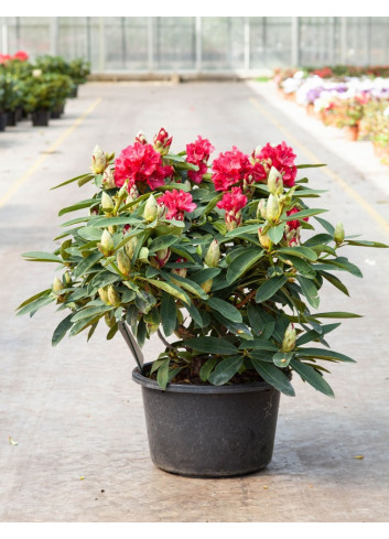 RHODODENDRON hybride WILGENS RUBY En pot de 15-20 litres