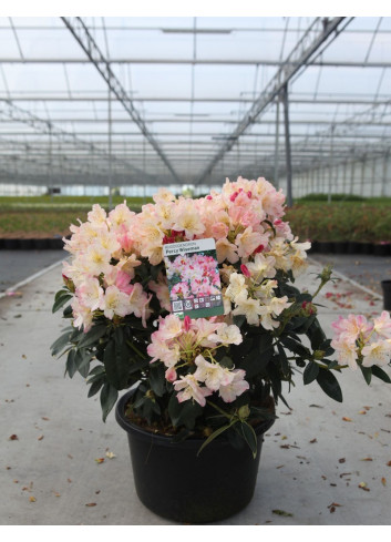 RHODODENDRON yakushimanum PERCY WISEMAN En pot de 15-20 litres