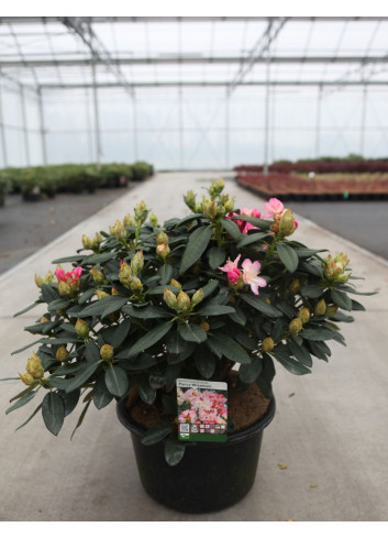 RHODODENDRON yakushimanum PERCY WISEMAN En pot de 15-20 litres