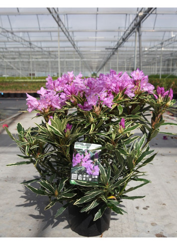 RHODODENDRON ponticum VARIEGATUM En pot de 7-10 litres