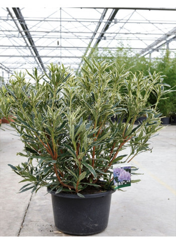 RHODODENDRON ponticum VARIEGATUM En pot de 15-20 litres