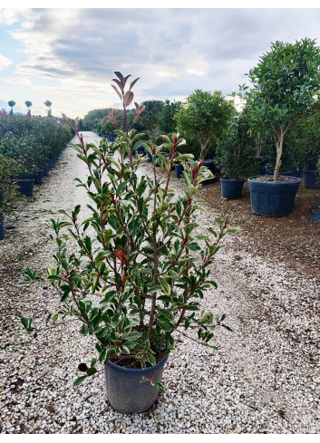 PHOTINIA fraseri PINK MARBLE® En pot de 15-20 litres 