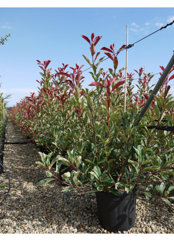 PHOTINIA fraseri PINK MARBLE® En pot de 25-30 litres