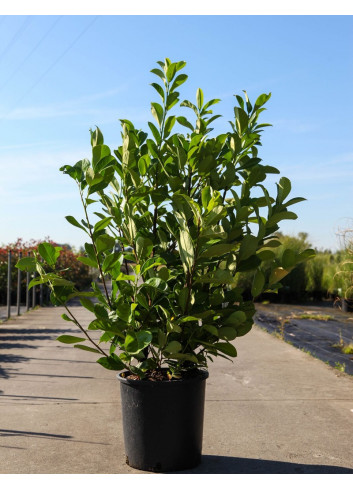 PRUNUS laurocerasus ROTUNDIFOLIA En pot de 10-12 litres