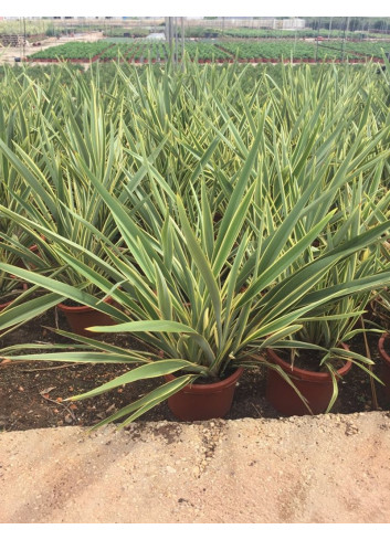 PHORMIUM tenax VARIEGATA