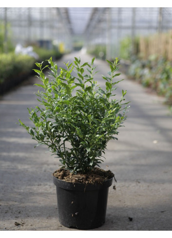 SARCOCOCCA confusa En pot de 7-10 litres