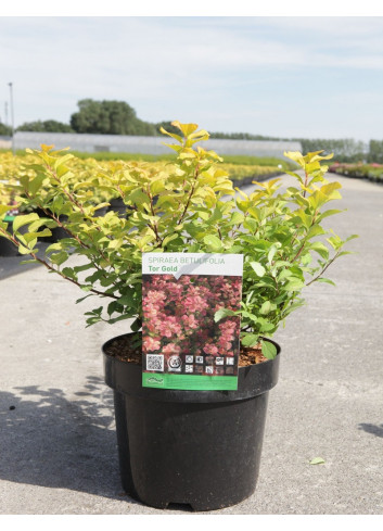 SPIRAEA betulifolia TOR GOLD cov En pot de 3-4 litres